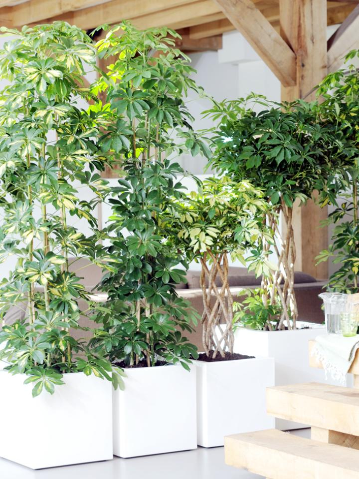 Indoor deals potted trees