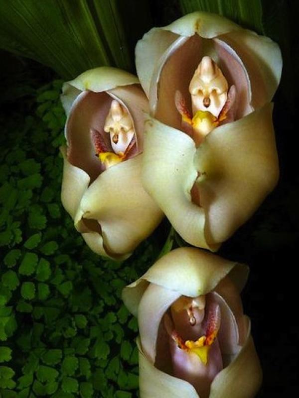 orchids that look like animals