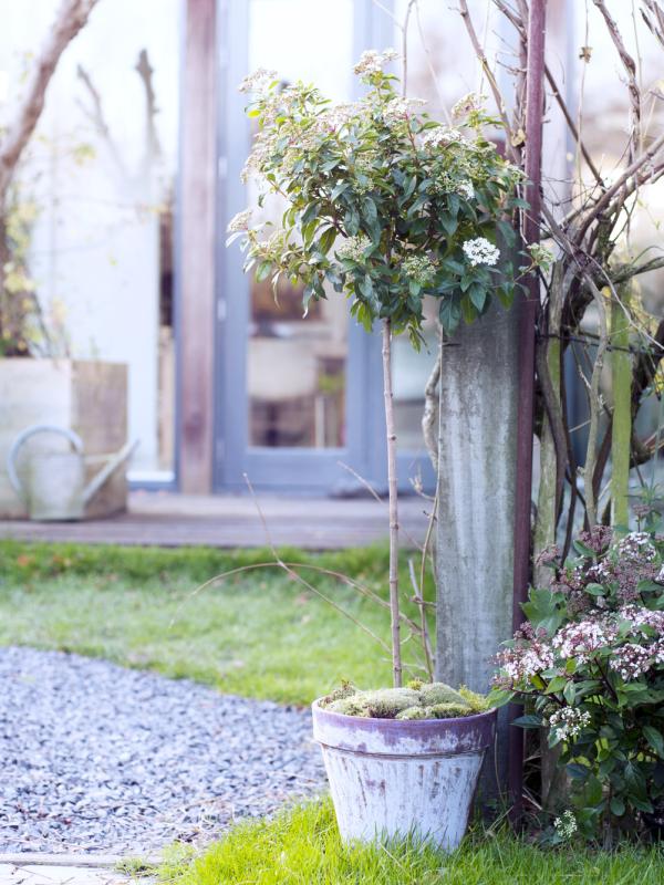 Snowball (Viburnum)