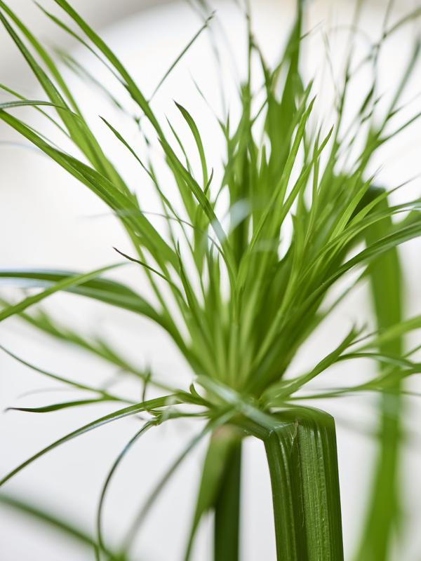 Umbrella Plant The Joy Of Plants