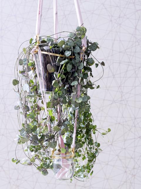 ceropegia | hangplant met waterreservoir