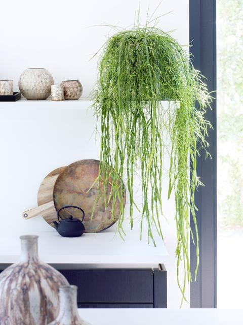 rhipsalis hangplant binnen | hangplant in pot