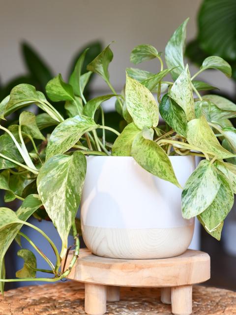 drakenklimop | epipremnum aureum | hangplant binnen