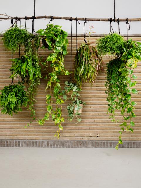 hangplanten binnen | styling hangplant binnen