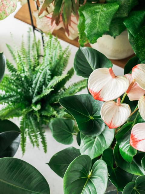 plant geluk in huis | kamerplanten effecten