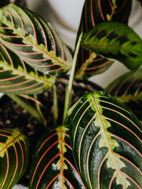 maranta gebedsplant prayerplant close up