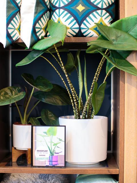 Alocasia Pop-up at west elm x Thejoyofplants.co.uk