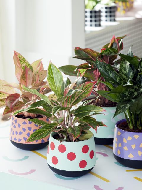 Aglaonema  The Joy of Plants