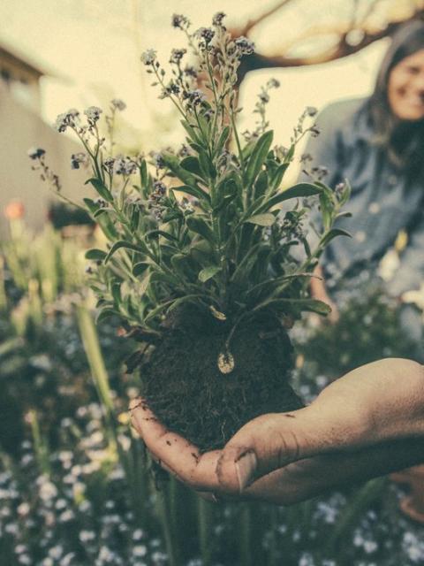 Een jaar in de tuin - mooiwatplantendoen.nl