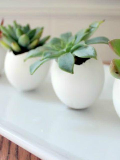 Egg Succulents