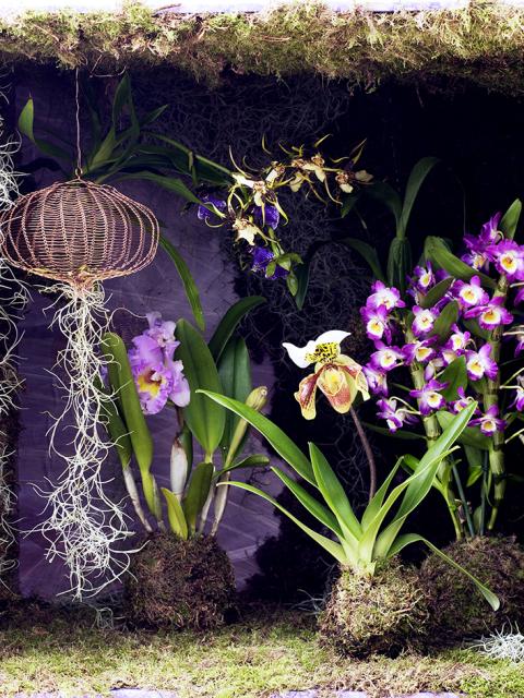 Orchideeën Mooiwatplantendoen.nl