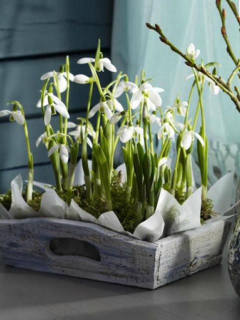 snowdrops